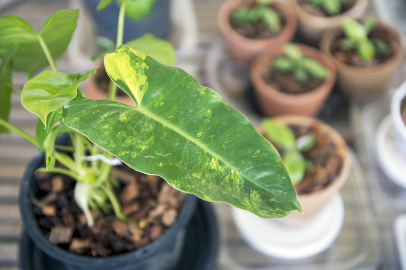 Can you Repot a Philodendron Burle Marx Variegated