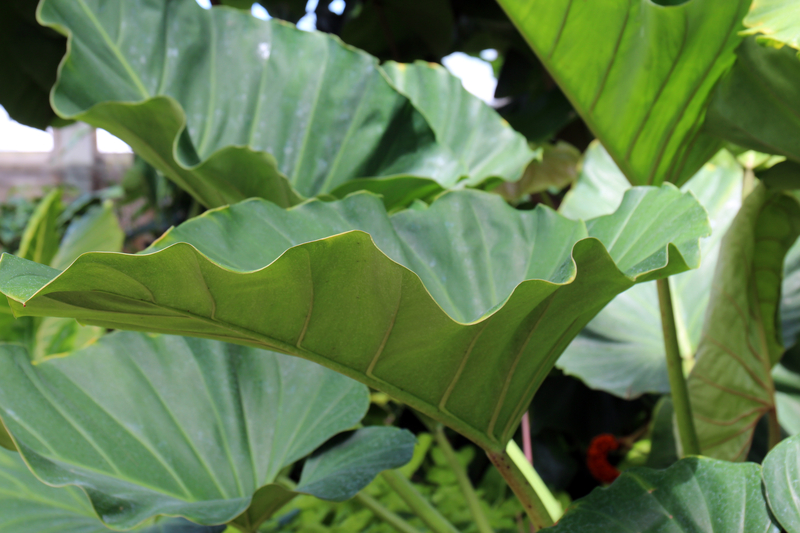 How Much Sunlight Does a Philodendron Giganteum Need