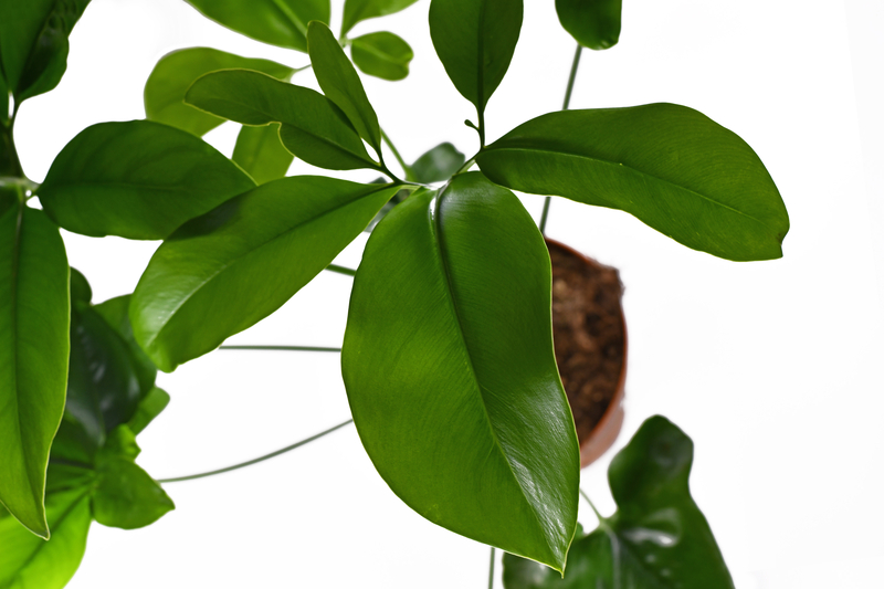 How Much Sunlight Does a Philodendron Goeldii Need