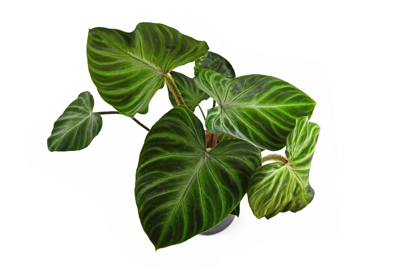 How Much Sunlight Does a Philodendron Verrucosum Need