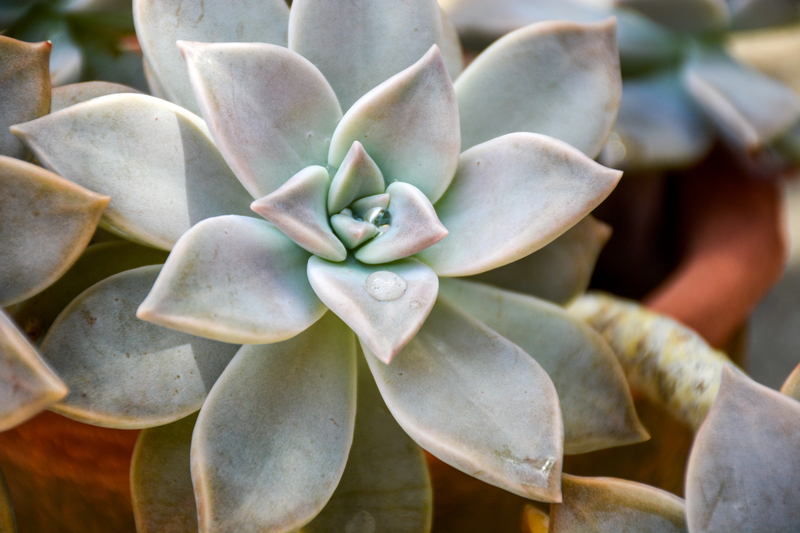 How to Take Care of a Graptopetalum Paraguayense