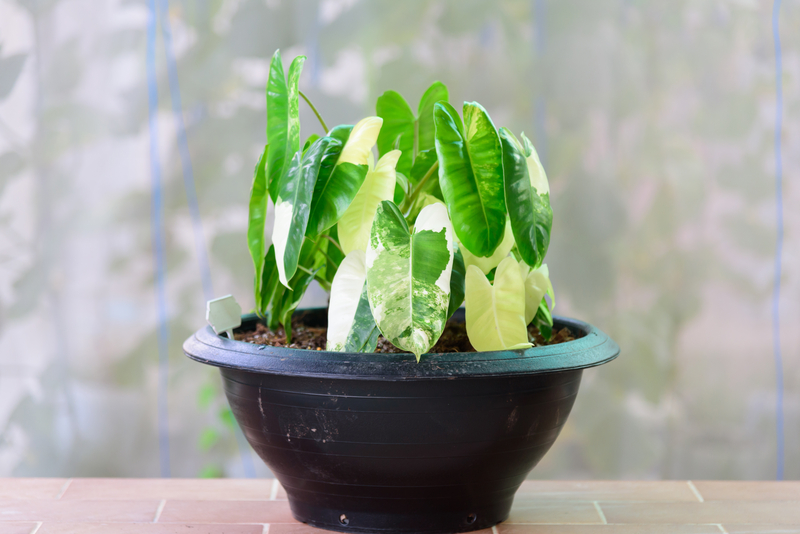 How to Take Care of a Philodendron Burle Marx Variegated