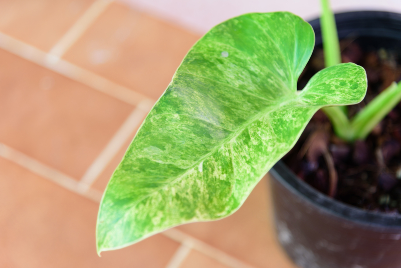 How to Take Care of a Philodendron Giganteum