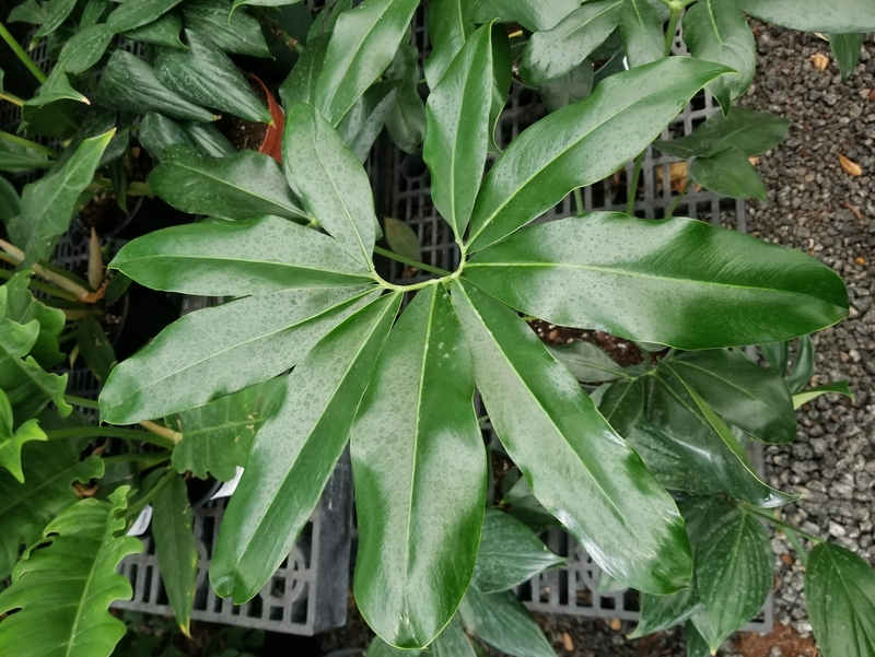 How to Take Care of a Philodendron Goeldii