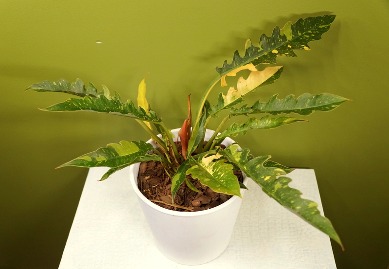 How to Take Care of a Philodendron Ring of Fire