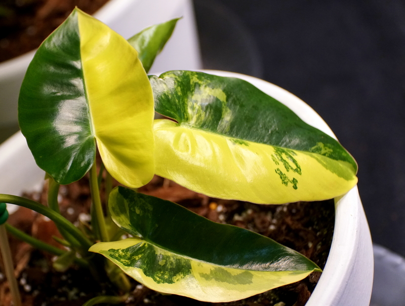 What Humidity Requirements Does a Philodendron Burle Marx Variegated Need