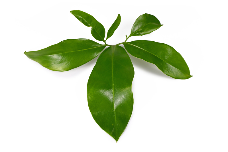 What Humidity Requirements Does a Philodendron Goeldii Need