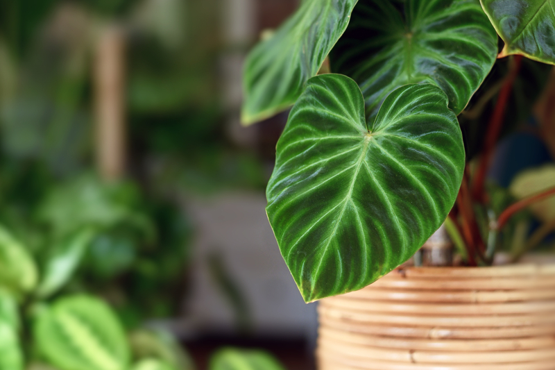What Humidity Requirements Does a Philodendron Verrucosum Need