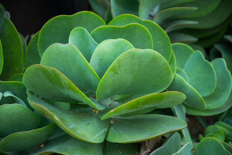 What Size Does a Flapjack Succulent Grow to Typically