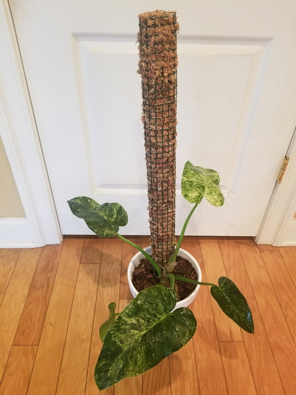 What Soil Works Best for a Philodendron Giganteum