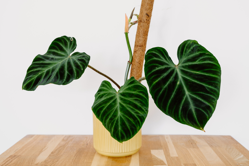 What Soil Works best for a Philodendron Verrucosum