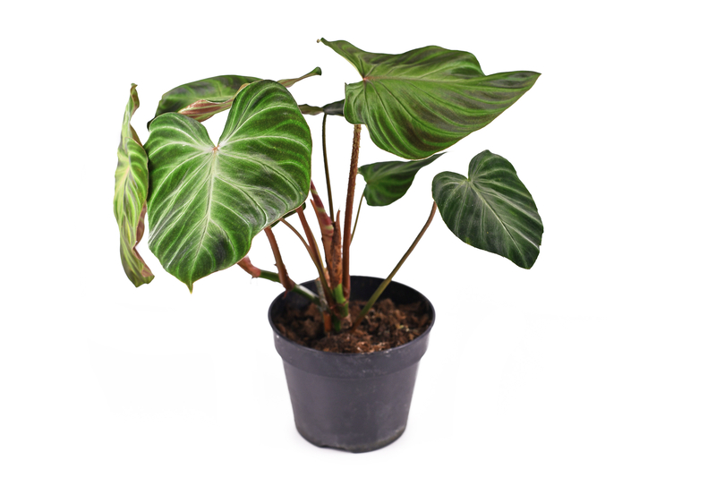 Where Does the Philodendron Verrucosum Originate from Initially