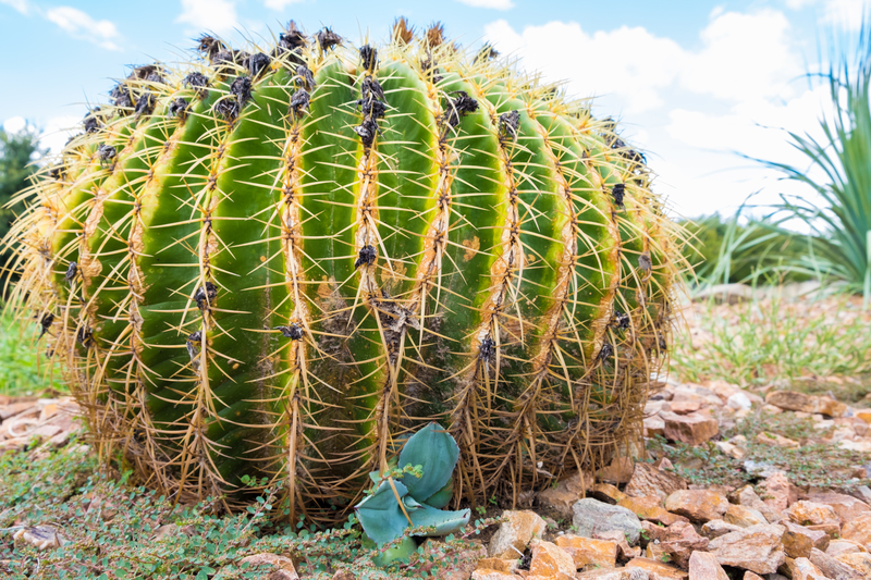 How Much Sunlight Does a Golden Barrel Cactus Need