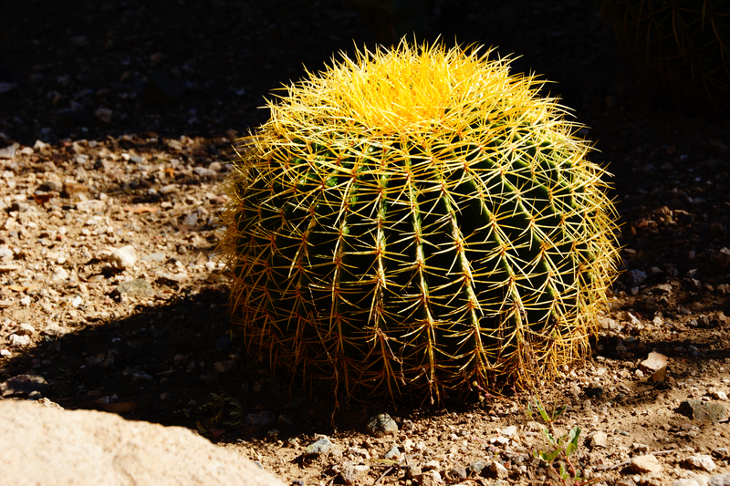 How to Take Care of a Golden Barrel Cactus