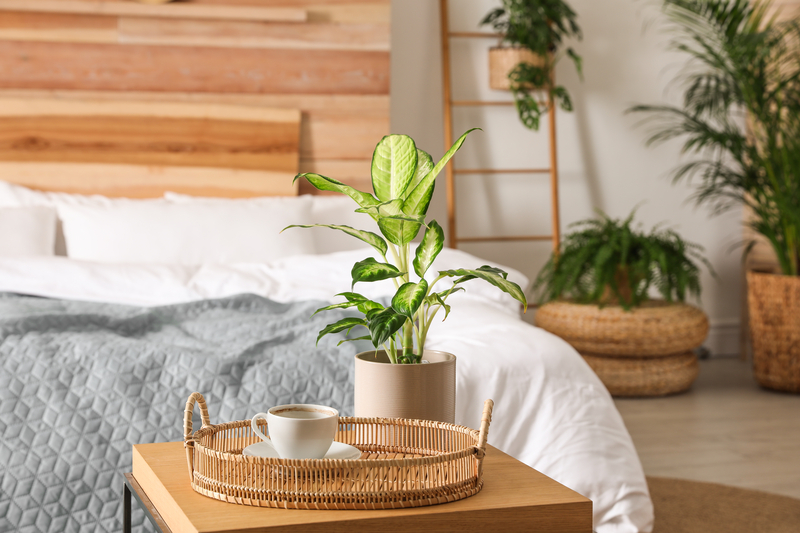 Is Having Plants in Your Bedroom Good or Bad