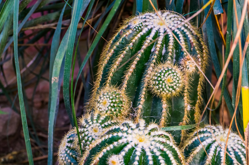What Humidity Requirements Does a Golden Barrel Cactus Need
