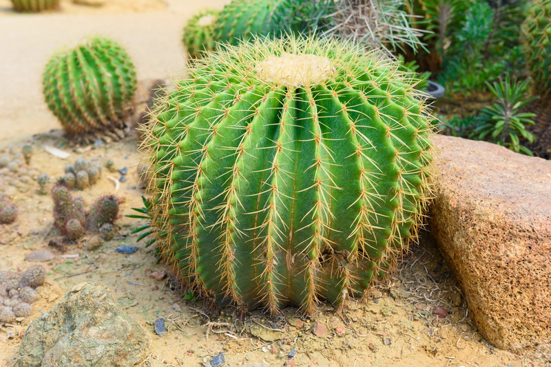 What Soil Works Best for a Golden Barrel Cactus