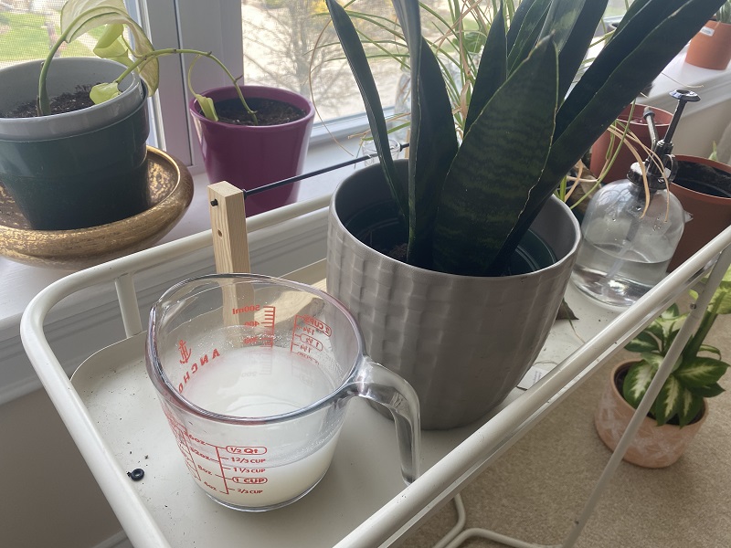 Are There Any Downsides to Using Rice Water on Plants