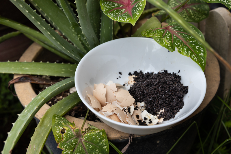 Can Eggshells Act as a Fertilizer in Potted Plants