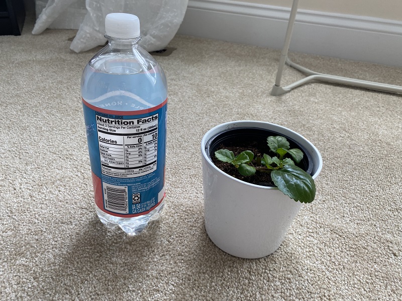How Often Should You Give Plants Club Soda