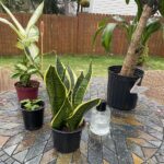 Is Rainwater Good for Plants