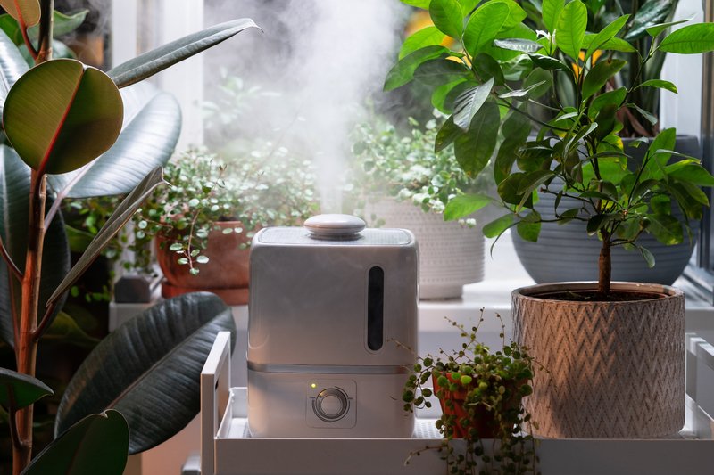What are the Best Ways to Use a Humidifier with a Plant