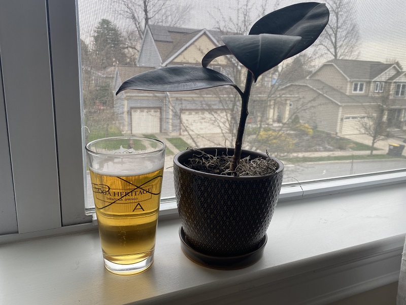 Why Do People Think Adding Beer is a Good Idea to Houseplants