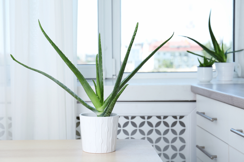 Why do Some Indoor Plants Enjoy Humidifiers