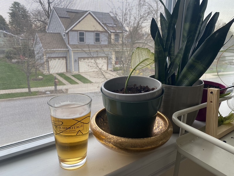 Why is it Better Not to use Beer Directly on Plants