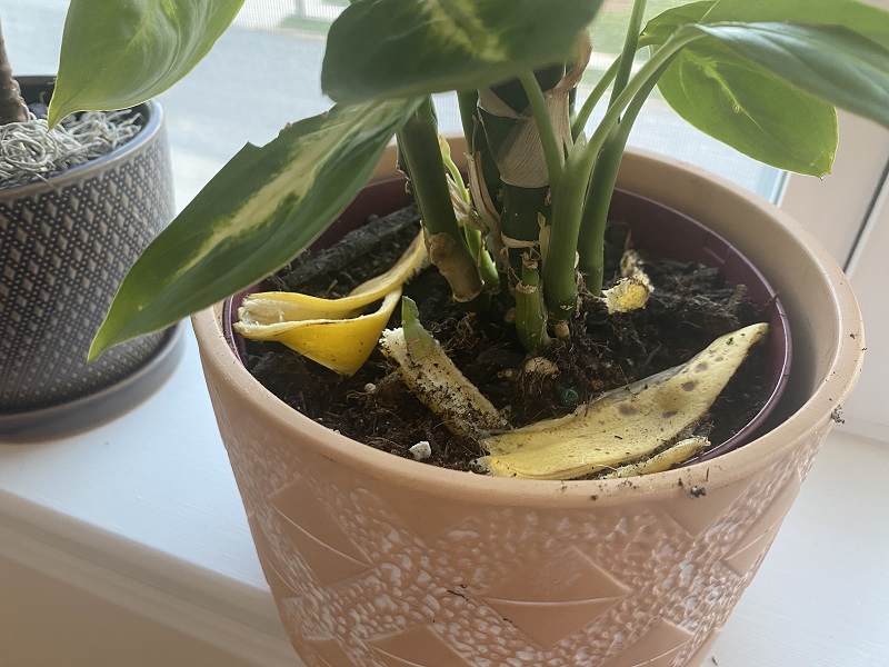 are banana peels good for plants