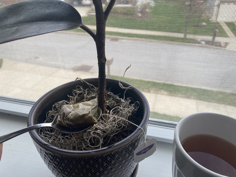 can you water your plant with tea