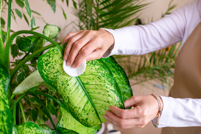 how to use rubbing alcohol on plants