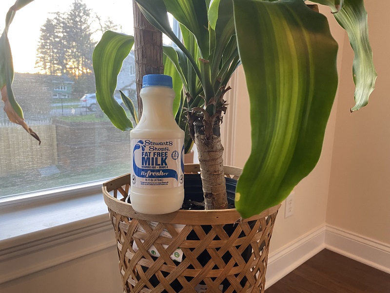 is milk good for plants