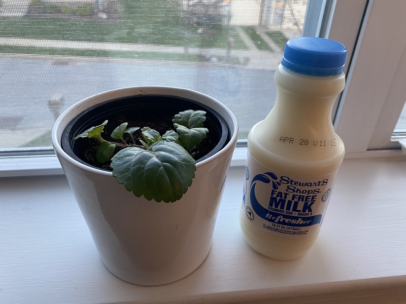 what are the cons of using milk for plants