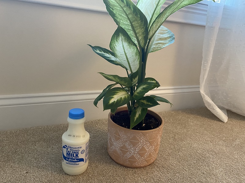 what are the pros of using milk for plants