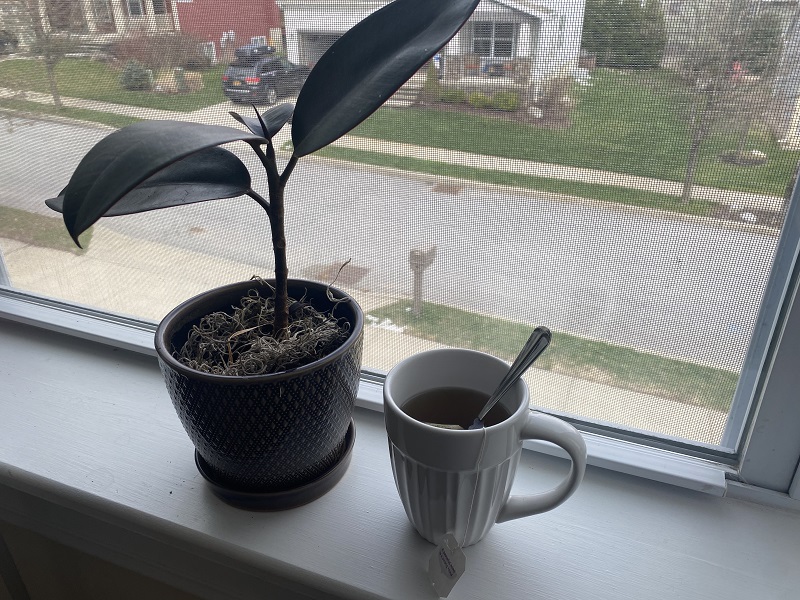 why are tea bags good for houseplants