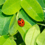 Are Ladybugs Good for Plants