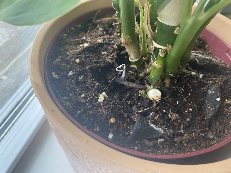 Are Mushrooms Bad for Houseplants