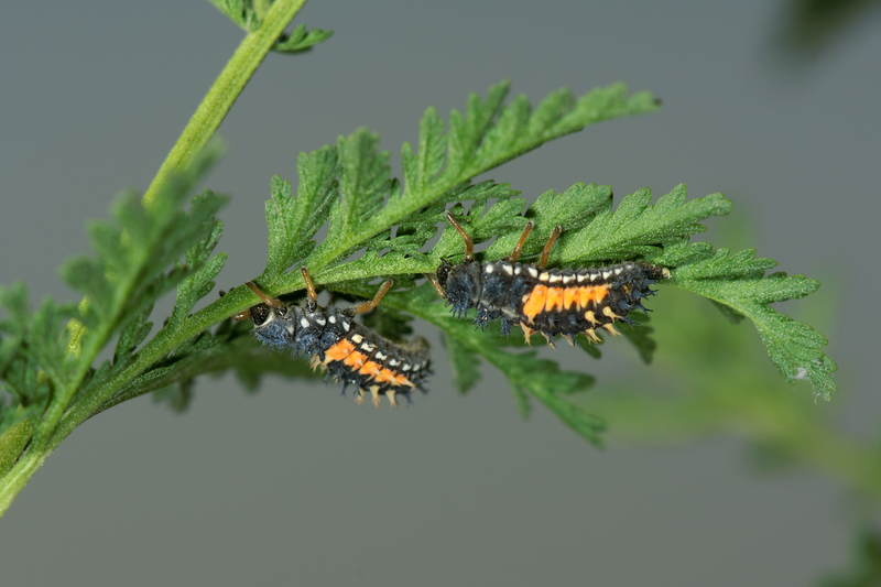 Does Ladybug Larvae Play a Factor in Battling Plant Pests