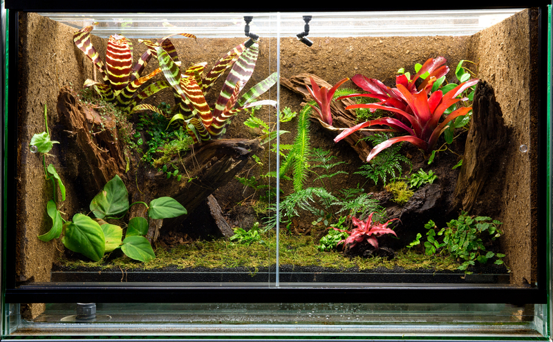 How Does Temperature Affect the Relative Humidity Levels in a Terrarium
