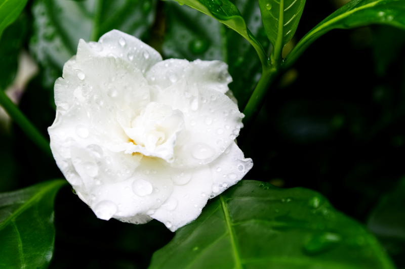 How Often Do You Need to Water a Gardenia Plant