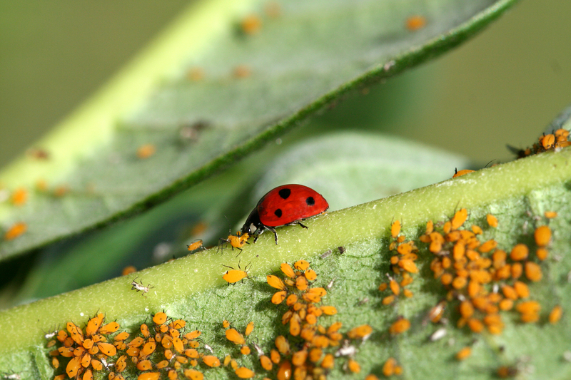 How to Encourage Ladybugs to Hang Out in Your Plant Garden