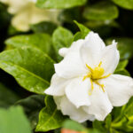 How to Take Care of a Gardenia Plant