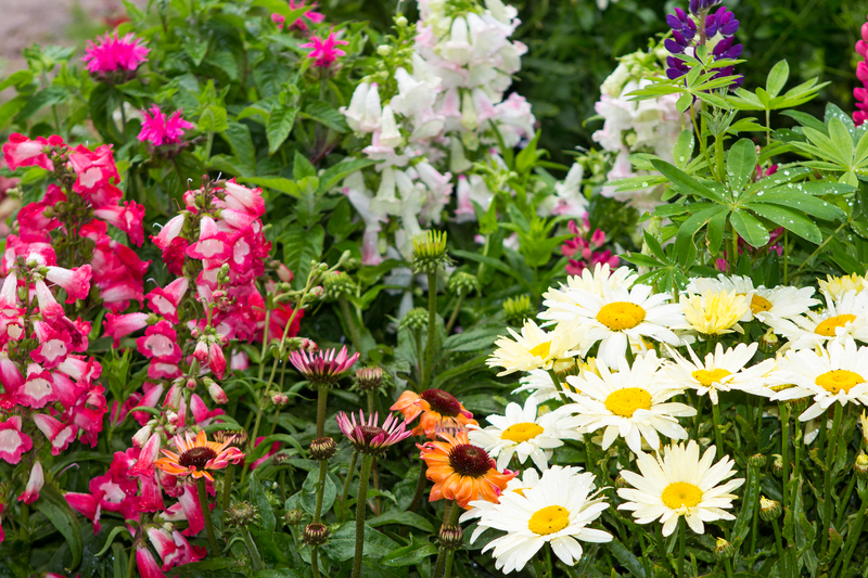Tips for Planting Annuals and Perennials