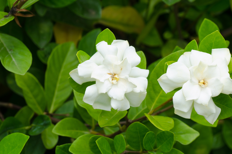What Soil Works Best for a Gardenia Plant