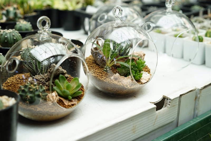 What is Humidity, and Why is it Important for Terrariums