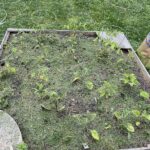 Are Grass Clippings Good for Gardens and Mulch