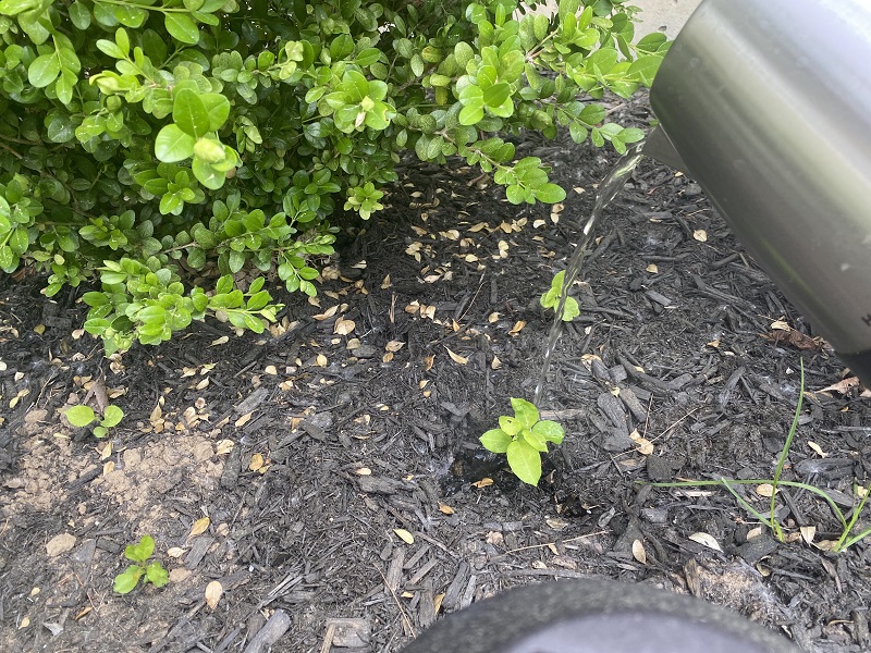 what is the problem with weeds