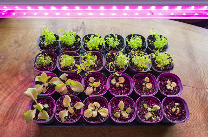 Are Grow Lights Good for Plants