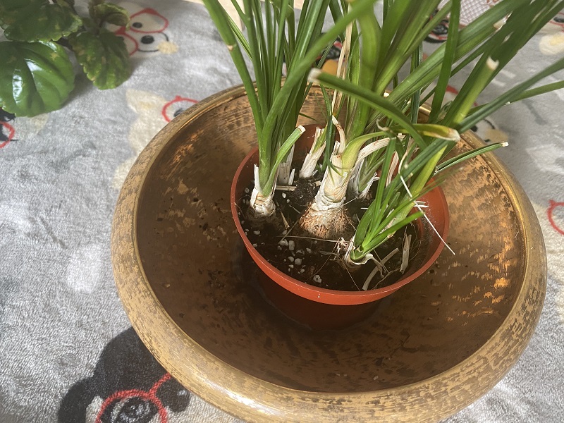 Can Bottom Watering Cause Root Rot